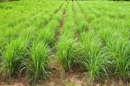 Aywal Lemon Grass Seeds Cochin Grass Seed