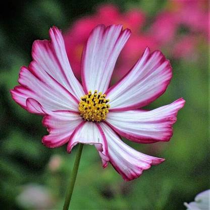 Quentova Cosmos 'Cosimo Red-White' Seed