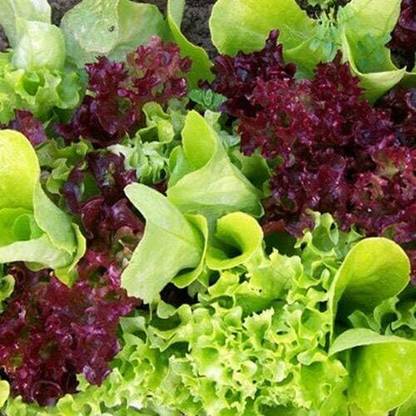 Qualtivate XXX-5A Lettuce Fresh Baby-Mix Leaf Seed