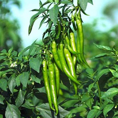 BDSresolve Kashmiri chilli seeds PACK OF 72 Seed