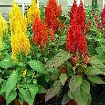 KANAYA Celosia Plumose Ice Cream Mix Flower Seed
