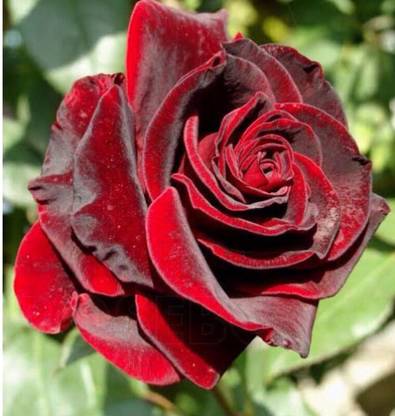 greenfarm NXC- Fragrant Rose Flower Seeds/ Gulab Seeds / 110 X Seeds , TRE178 Seed