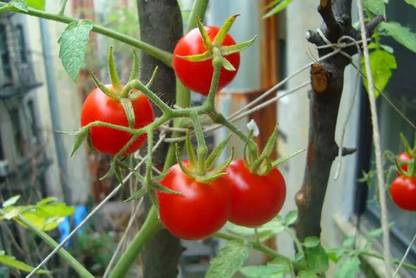 CYBEXIS Micro Tom Tomatoes500 Seeds Seed