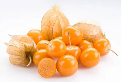 QALANDAR Ground Cherry Seeds - Physalis peruviana Seed