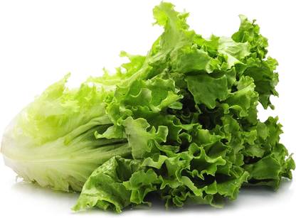 Qualtivate HUA-6A Romaine Lettuce Seeds Seed