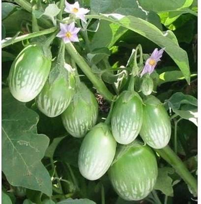 ibains Bhangar brinjal seeds Seed