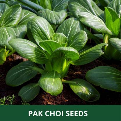 ENINE Hybrid Vegetable Seeds for Home Gardening Pak choi 50 Seeds FF46 Seed