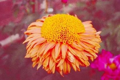 Liance Chrysanthemum Flower(Anemone) Seed