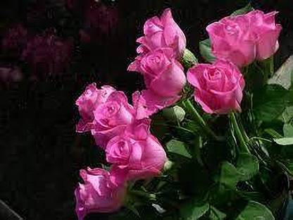 greenfarm Fragrant Rose Flower Seeds / Gulab Seeds Imported 105 X Seeds , KJ134 Seed