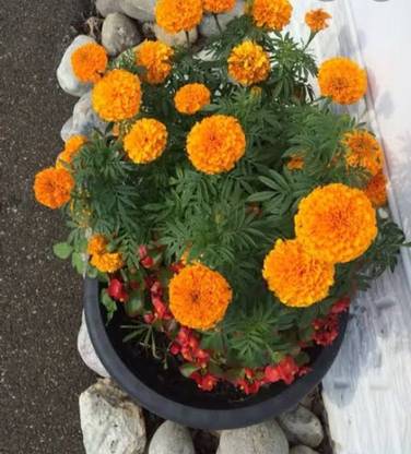 beuty hajari Seed