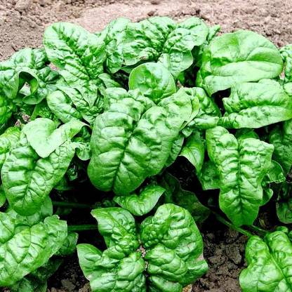 CYBEXIS GUA-66 - Giant Spinach - (750 Seeds) Seed