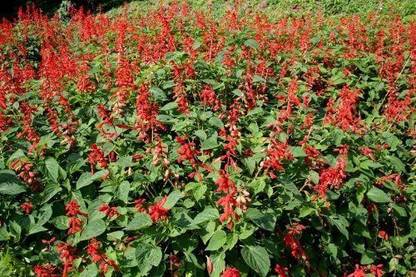 VibeX ® LXI-202 SCARLET SAGE (Lady-In-Red Salvia) Seed