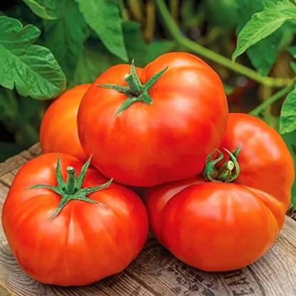 KNESSiN Jersey Boy Tomato Seed