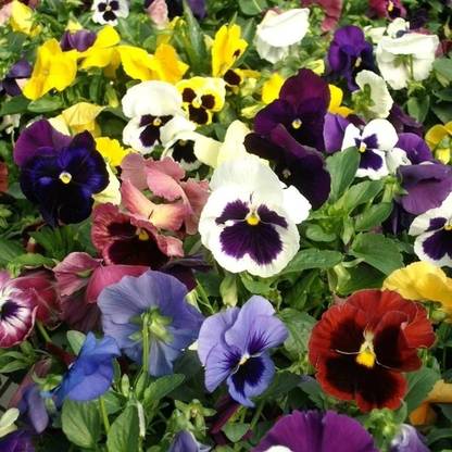 OGIVA Viola (Pansy) - Atlas Mix Seed