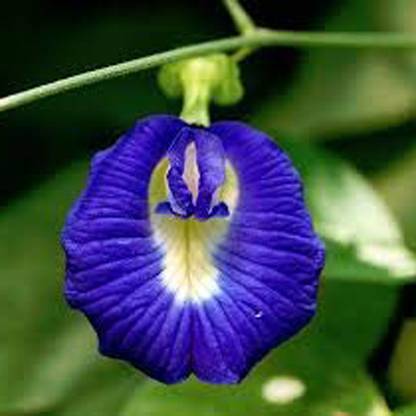 SREE Aparajita Seed