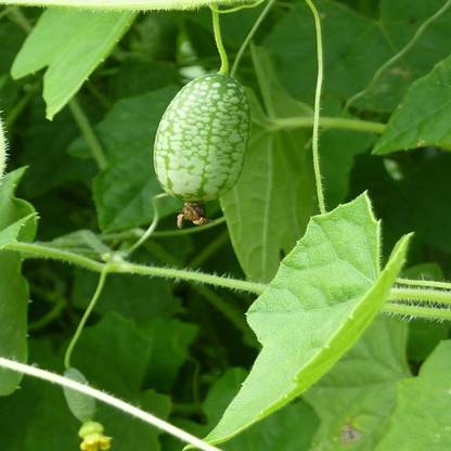 VibeX XLR-74 - Cucamelon Mexican Cucumber Mouse Melon - (150 Seeds) Seed