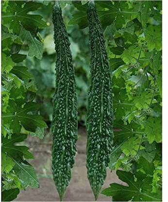 Gitanjali Karela (Bitter Guard) ROUND 20 PIC Seed