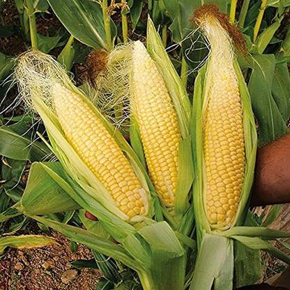 STOKIYA STOKIYA F1 HYBRID MAIZE, HYBRIDE SWEET CORN, MAKKA, SEEDS 300 GM Seed