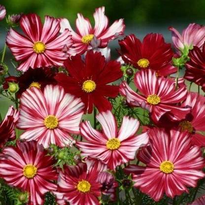 CYBEXIS Cosmos Velouette Seed