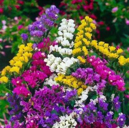 HEAVEN Limonium Sinuatum Mix Colour Seed