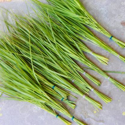 N.G.M. AGROCARE Indian Durva Grass Seed