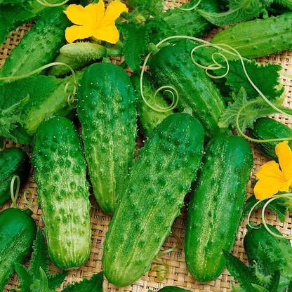 VibeX ® LXI-206 Cucumber Bush Type Pickling Heirloom Seed