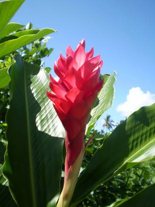 Blooms and Vines Alpinia Purpurata (Red Ginger/Ginger Lily/Hawaiian Red Ginger Seed