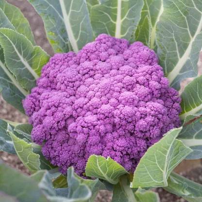 WILLVINE NKR -I Pink Cauliflower (Hybrid) Phool Gobhi[100g, 30000 Seeds] Seed