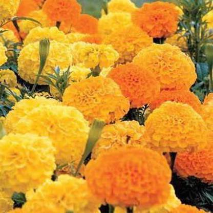 VibeX ® XLR-46 Whopper Mix Marigold Seed