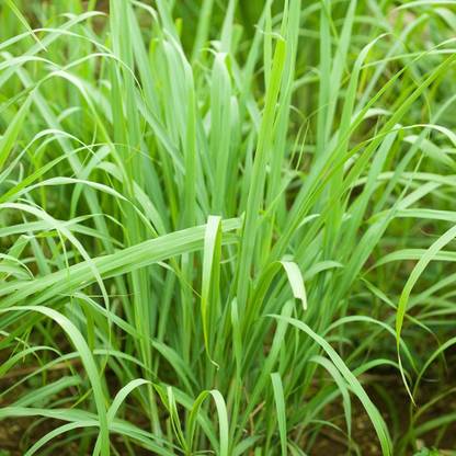 VibeX XLL-35 - Natural Mosquito Repellent Lemongrass - (2250 Seeds) Seed