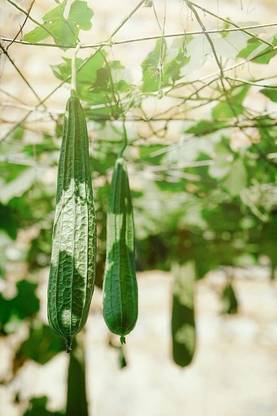 CYBEXIS HUA-31 - Angled Gourd/Ridge Gourd - (300 Seeds) Seed