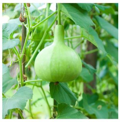 UGRA Round Bottle Gourd, Ghiya Seed