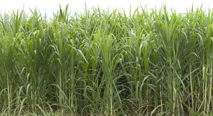 abiswas Sorghum Hybrid Sudan Grass For Cow, Buffalo, Goat, Sheep & Pig Seed
