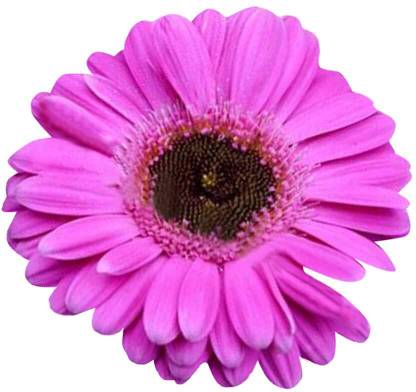 Lorvox Hybrid Gerbera Seeds for All Season Gardening Seed