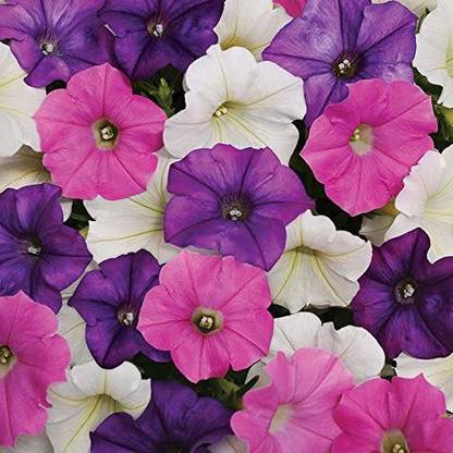VibeX PAU-79 - Shock Wave Spark Mix Petunia - (60 Seeds) Seed