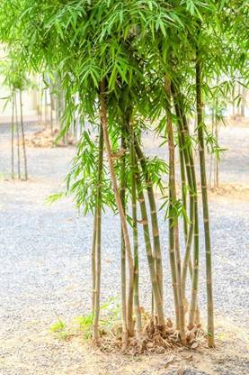 wequality clumping bamboo seeds for fencing/bamboo seeds 64 Seed