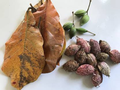 VibeX ® VLR-53 Terminalia catappa Tropical Almond Seed
