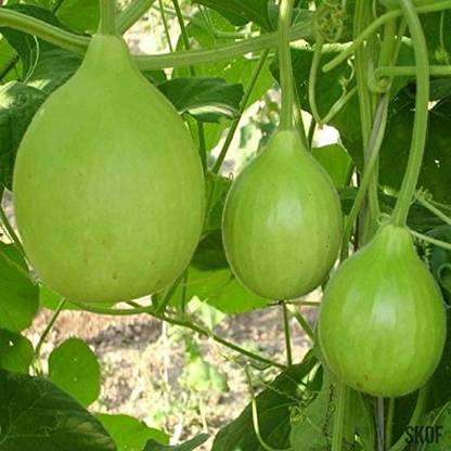 ENINE Hybrid Round Lattu Bottlegourd Lauki Giha Gardening Seeds GDF117 Seed