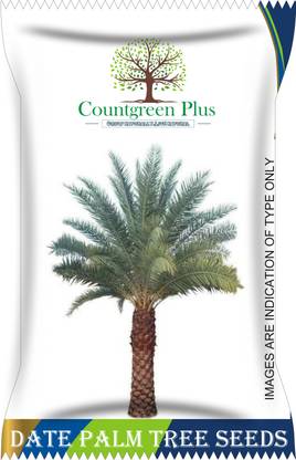 Countgreen Plus Khajoor Palm Tree Seeds Seed