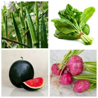 R-DRoz Okra Bhindi, Turnip Full Red, Watermelon Dark Green & Spinach Green Seed