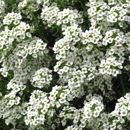 CYBEXIS (Alyssum maritimum, Sweet Alison, Sweet Alyssum) Seed