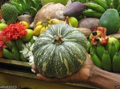 Qualtivate XXX-4A Puerto Rican Pumpkin/Calabaza Seed
