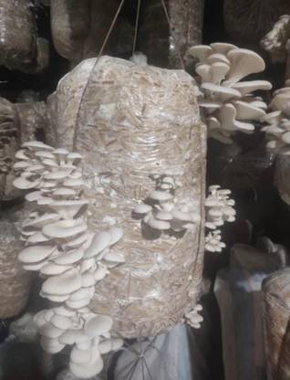 Arko Oyster Mushroom Spawn/Seeds for Indoor Home Gardening 200gm Mushroom Seed