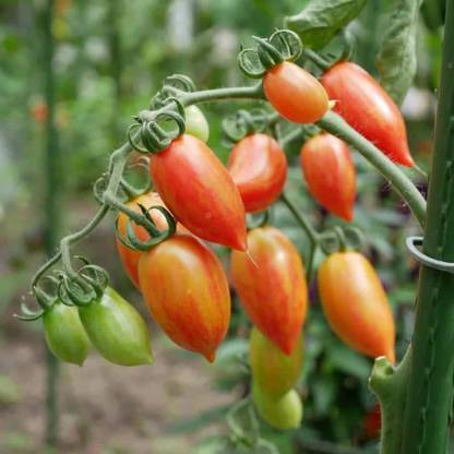 DeodarSeeds Tomato Lollipop Sweet Icicle Seed