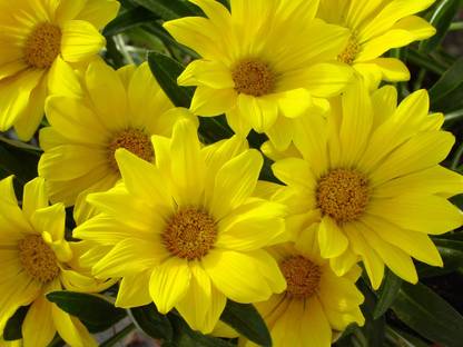 INTRA Gazania Trailing Green Leaf Armstrong Gold Seed