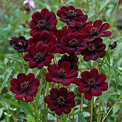 VibeX VXI-36 - Cosmos Flower F1 Hybrid - (30 Seeds) Seed