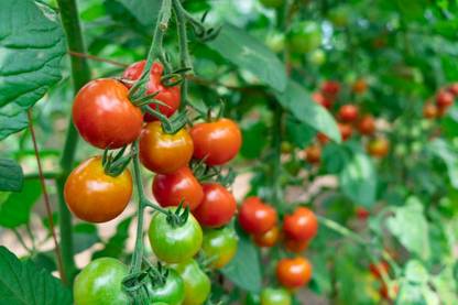 Easygrow tomato Seed