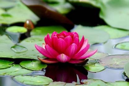 SBGARDEN lotus beautiful flower hybrid seeds 1-packet Seed