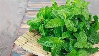 MAA Mint, Pudina, Mentha Seed