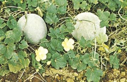 Aywal Ash Gourd Hybrid Seed